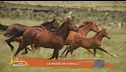 Un cavallo per amico
