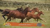 Un cavallo per amico