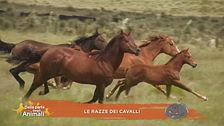 Un cavallo per amico