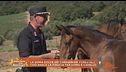 La doma dolce dei Carabinieri forestali: così nasce la fiducia tra uomo e cavallo