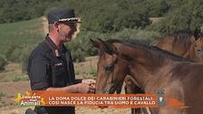La doma dolce dei Carabinieri forestali: così nasce la fiducia tra uomo e cavallo