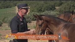 La doma dolce dei Carabinieri forestali: così nasce la fiducia tra uomo e cavallo