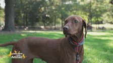 "Chi è geloso del tuo cane in famiglia?"