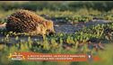 Il riccio europeo