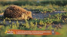 Il riccio europeo
