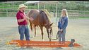 Un cavallo per amico