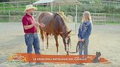 Un cavallo per amico