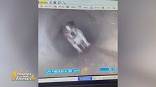 L'eroico salvataggio del piccolo Rocky