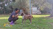 Una meravigliosa realtà animalista