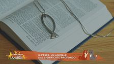 Il pesce, un animale dal significato profondo