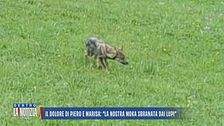 Il dolore di Piero e Marisa: "La nostra Moka sbranata dai lupi"