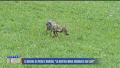 Il dolore di Piero e Marisa: "La nostra Moka sbranata dai lupi"