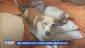 Moka, Gregorio e Fuffy: la strage di animali sbranati dai lupi