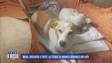 Moka, Gregorio e Fuffy: la strage di animali sbranati dai lupi