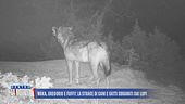 Moka, Gregorio e Fuffy: la strage di cani e gatti sbranati dai lupi