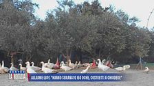 Allarme lupi: "Hanno sbranato 150 oche, costretti a chiudere"