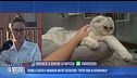 Perde gatto e ingaggia un pet detective: "Tutto pur di ritrovarla"