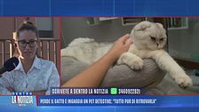 Perde gatto e ingaggia un pet detective: "Tutto pur di ritrovarla"