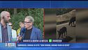 Campobasso, cinghiali in città: "Sono ovunque, abbiamo paura ad uscire"