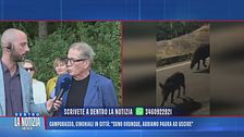 Campobasso, cinghiali in città: "Sono ovunque, abbiamo paura ad uscire"