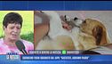 Cagnolino Yoghi sbranato dal lupo: "Aiutateci, abbiamo paura"