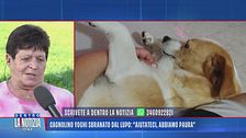 Cagnolino Yoghi sbranato dal lupo: "Aiutateci, abbiamo paura"