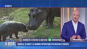 Camilla, 55 anni: è la mamma ippopotamo più anziana d'Europa