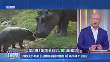 Camilla, 55 anni: è la mamma ippopotamo più anziana d'Europa