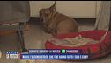 Maria l'accumulatrice: che fine hanno fatto i suoi 5 cani?