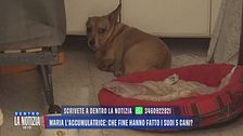Maria l'accumulatrice: che fine hanno fatto i suoi 5 cani?