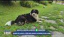 Allarme lupi in Veneto: il cane Super sbranato in giardino in pieno giorno