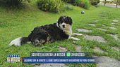Allarme lupi in Veneto: il cane Super sbranato in giardino in pieno giorno