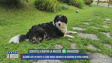 Allarme lupi in Veneto: il cane Super sbranato in giardino in pieno giorno