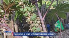 Avvelenate con la ricina, l'agricoltore: "Il ricino? Potente antitalpa, lo uso nei campi"