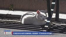 Il paese dei 50 gatti scomparsi, i residenti: "C'è un killer di felini"