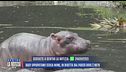 Baby ippopotamo cerca nome, in diretta dal parco dove è nato