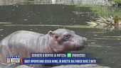 Baby ippopotamo cerca nome, in diretta dal parco dove è nato