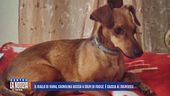 Il giallo di Ivana, cagnolina uccisa a colpi di fucile: è caccia al colpevole