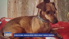 Il giallo di Ivana, cagnolina uccisa a colpi di fucile: è caccia al colpevole