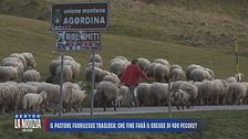 Il pastore fuorilegge trasloca: che fine farà il gregge di 400 pecore?