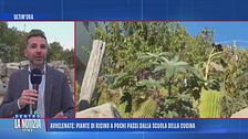 Avvelenate: piante di ricino a pochi passi dalla scuola della cugina - Tutti gli aggiornamenti