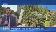 Avvelenate: piante di ricino a pochi passi dalla scuola della cugina - Tutti gli aggiornamenti