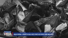 Giallo ricina: il sospetto sulle cozze finite nei rifiuti e mai analizzate
