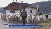 Pastore "fuorilegge": in diretta la pastora errante contro il degrado