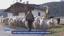 Pastore "fuorilegge": in diretta la pastora errante contro il degrado