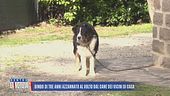 Bimbo di tre anni azzannato al volto dal cane dei vicini di casa