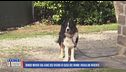 Bimbo morso dal cane del vicino di casa dei nonni: parla un parente