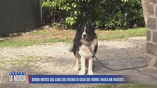 Bimbo morso dal cane del vicino di casa dei nonni: parla un parente