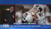 Lucky, il cane sfortunato sbranato da un lupo
