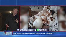 Lucky, il cane sfortunato sbranato da un lupo